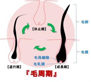 腹毛脱毛で期間を開ける理由は毛周期